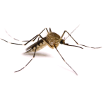 Aedes Aegypti